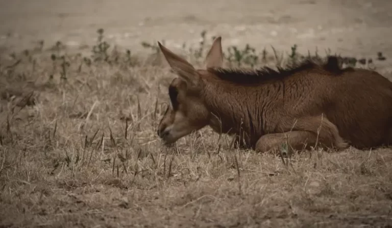 Uncovering sable island mysteries